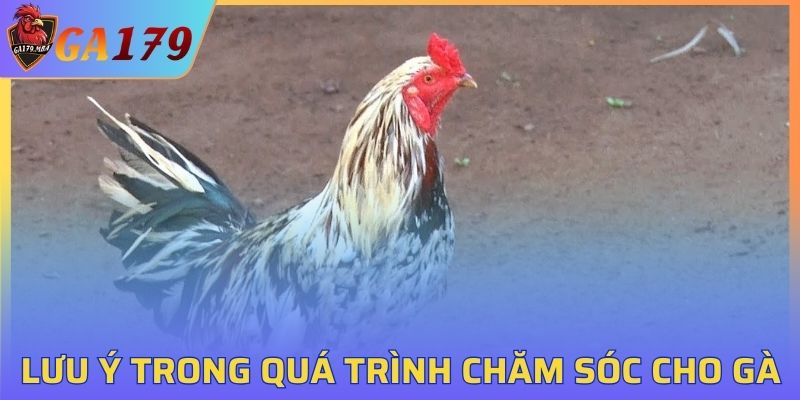 Lời khuyên chăm sóc chiến kê từ người lâu năm