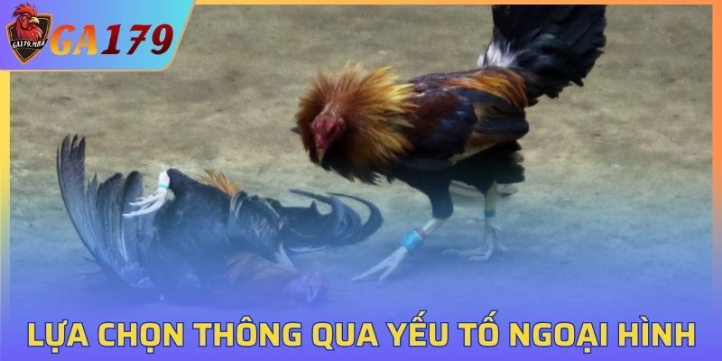 Lựa chọn gà chiến dựa vào ngoại hình
