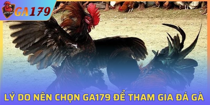 Lý do nên chọn GA179 để tham gia đá gà cựa dao