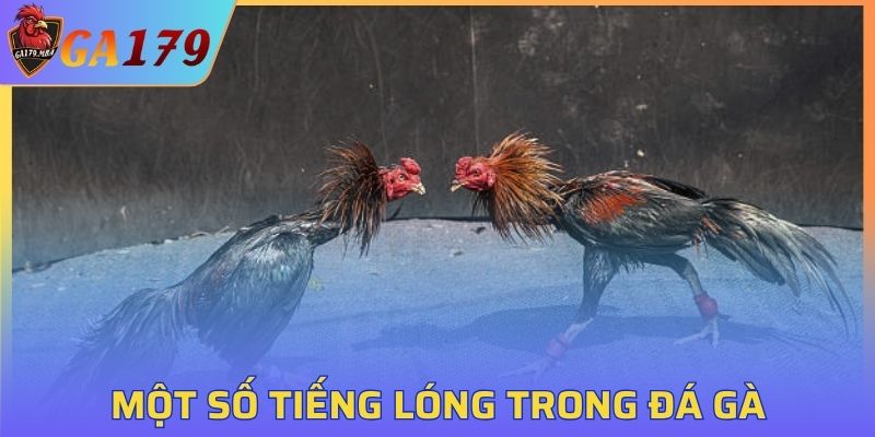 Một số kiến thức bổ ích GA179 dành cho bạn mới nhất 2025