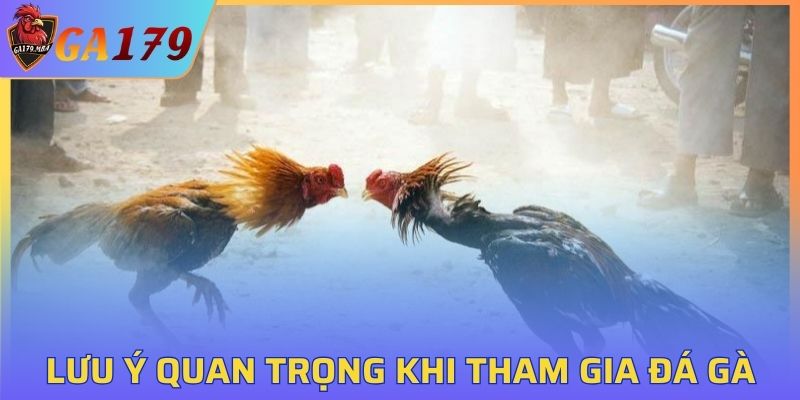 Một số lưu ý quan trọng khi tham gia đá gà GA179