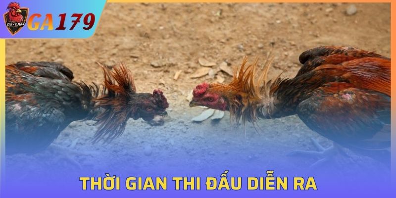 Nắm bắt thời gian thi đấu của kê thủ