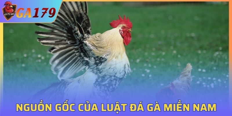 Nguồn gốc của luật đá gà miền Nam