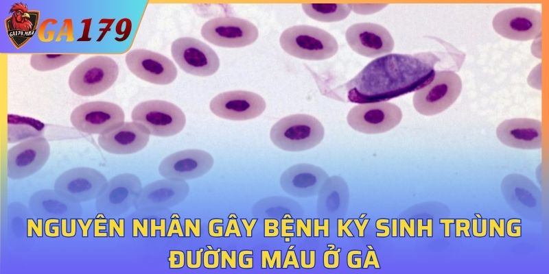 Nguyên nhân gây bệnh ký sinh trùng đường máu ở gà