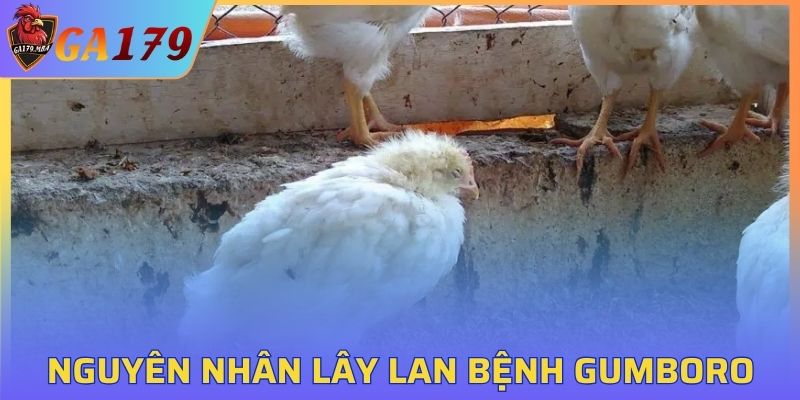 Nguyên nhân lây lan Bệnh Gumboro