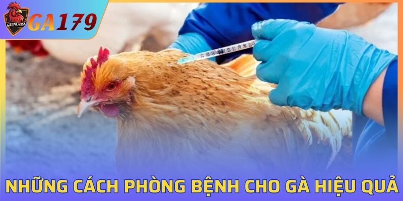Những cách phòng bệnh cho gà hiệu quả
