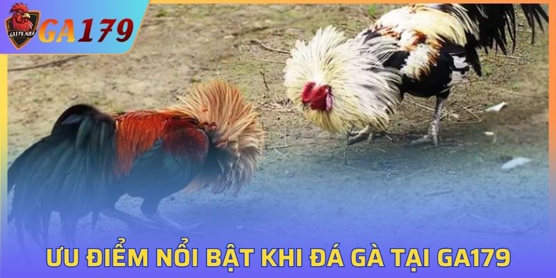 Những ưu điểm nổi bật khi tham gia đá gà tại GA179