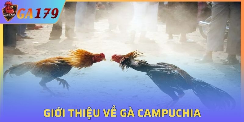 Sơ lược về gà Campuchia