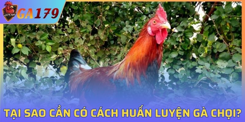 Tác dụng của việc có cách huấn luyện gà chọi