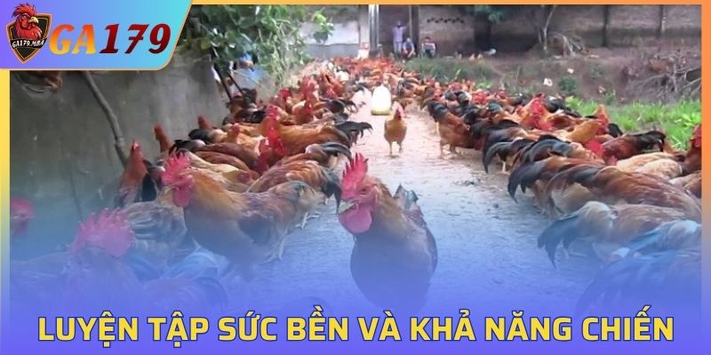 Tạo dựng sức mạnh cho chiến kê