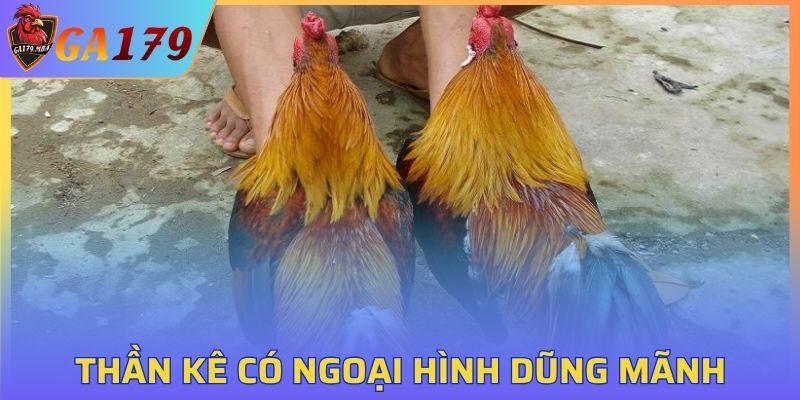 Thần kê có đặc điểm ngoại hình dũng mãnh