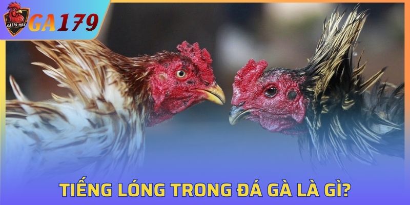 Tiếng lóng - Chìa khóa mở cửa cho thế giới đá gà