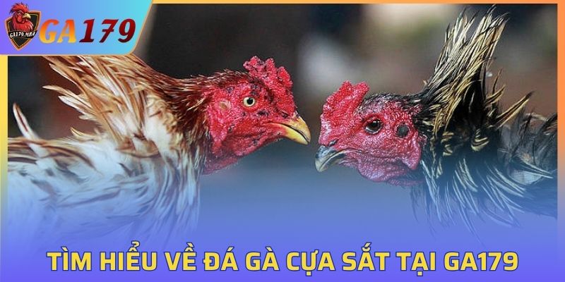 Tìm hiểu sơ lược về đá gà cựa sắt tại GA179