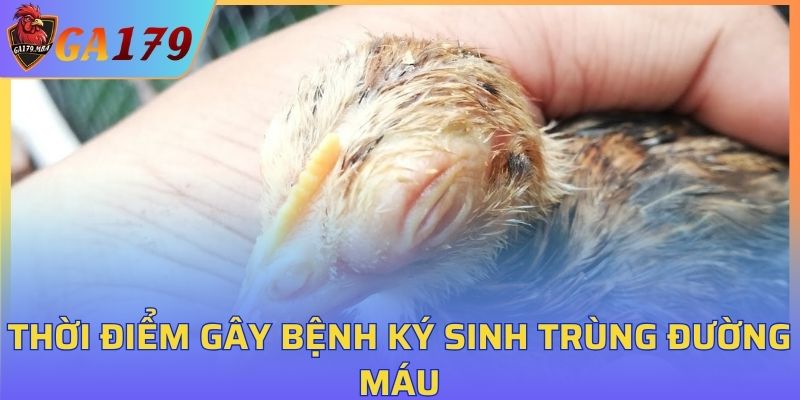 Tìm hiểu thời điểm gây bệnh ký sinh trùng đường máu