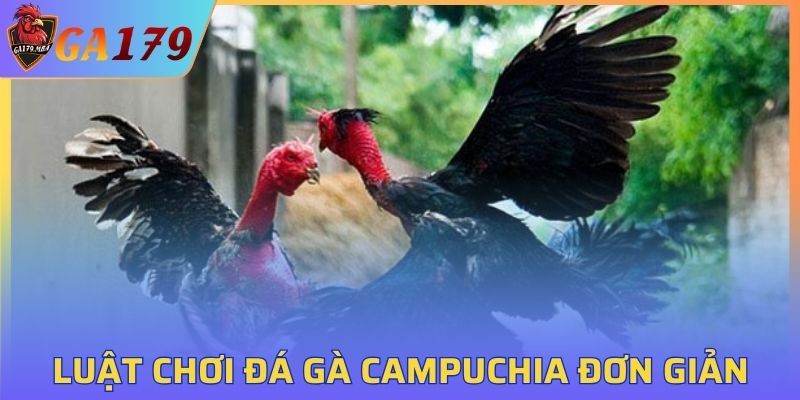 Tìm hiểu về luật chơi đá gà đơn giản và dễ hiểu