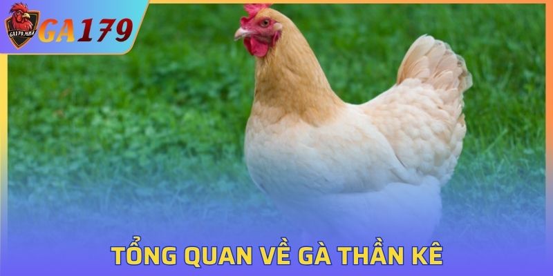 Tổng quan về Gà Thần Kê