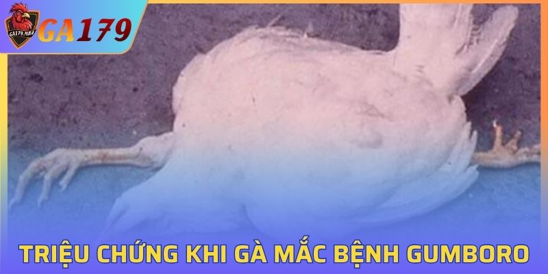 Triệu chứng khi gà mắc Gumboro
