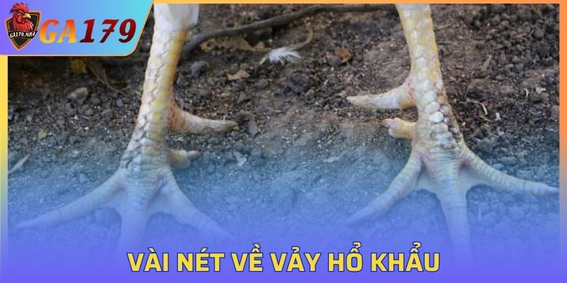 Vài nét về Vảy Hổ Khẩu