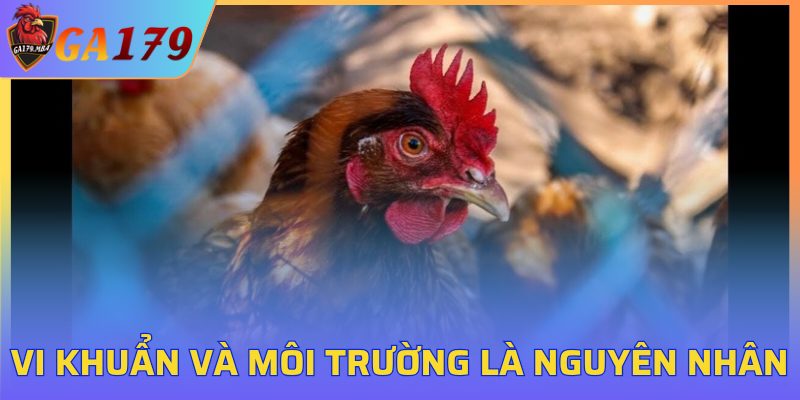 Vi khuẩn và môi trường là nguyên nhân chính
