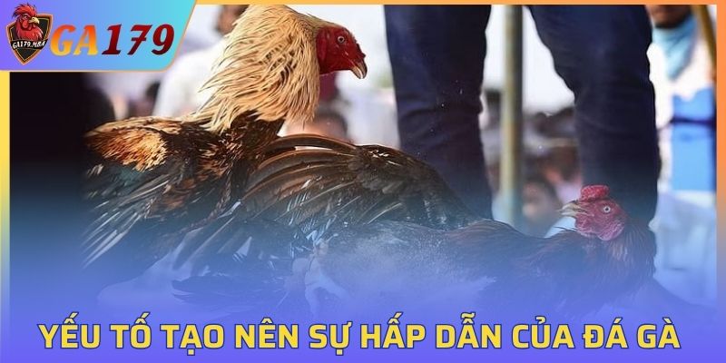 Yếu tố tạo nên sự hấp dẫn của đá gà tại GA179